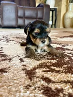 Male Yorkshire Terrier, a male Yorkshire Terrier for sale in Tulsa, OK – 5 of 8