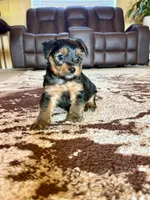 Male Yorkshire Terrier, a male Yorkshire Terrier for sale in Tulsa, OK – 6 of 8