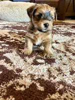 Brown Parti Yorkshire Terrier, a male Yorkshire Terrier for sale in Tulsa, OK – 10 of 10
