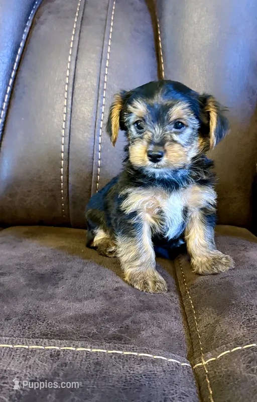 Male Yorkshire Terrier – Yorkshire Terrier puppy for sale in Tulsa, OK