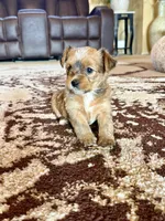Female Parti Yorkshire Terrier, a female Yorkshire Terrier for sale in Tulsa, OK – 3 of 10
