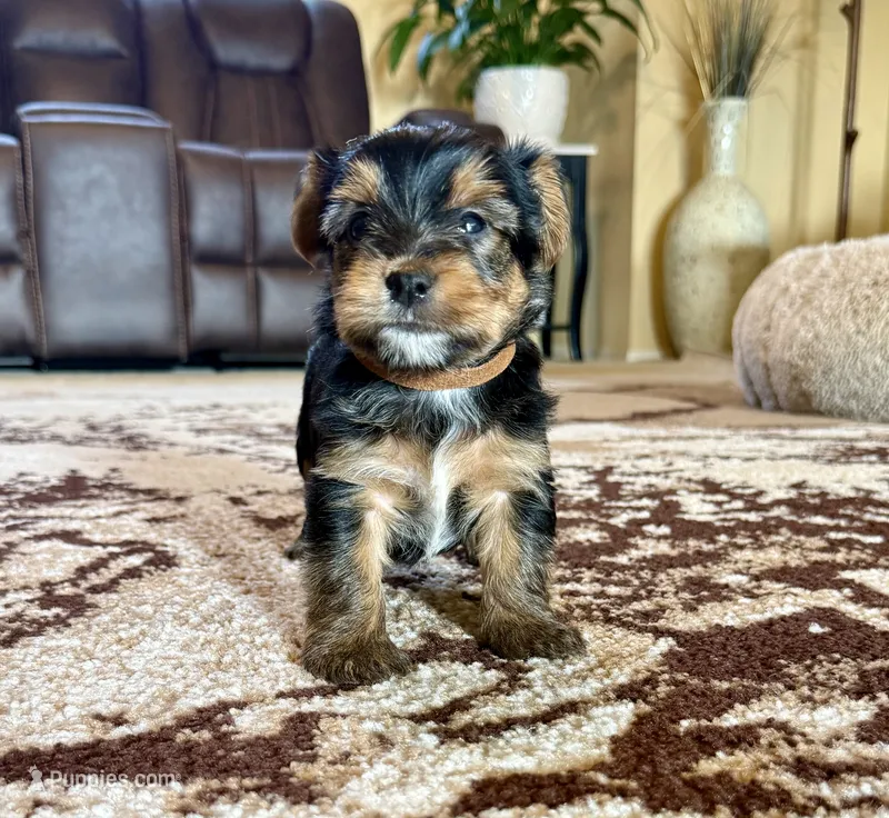 Male Yorkshire Terrier – Yorkshire Terrier puppy for sale in Tulsa, OK