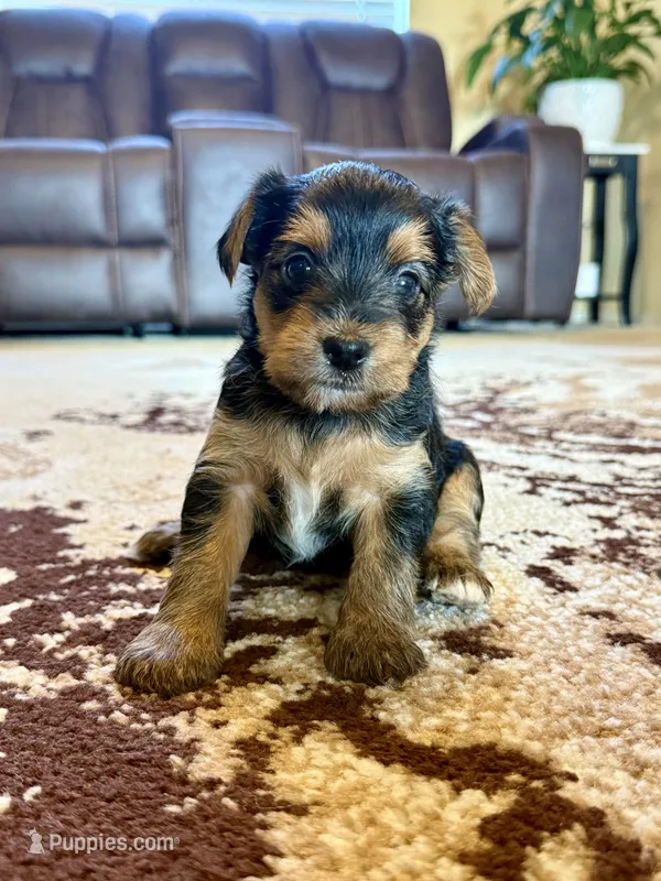 Female Yorkshire Terrier – Yorkshire Terrier puppy for sale in Tulsa, OK