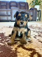 Female Yorkshire Terrier, a female Yorkshire Terrier for sale in Tulsa, OK – 1 of 4