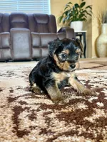 Male Yorkshire Terrier, a male Yorkshire Terrier for sale in Tulsa, OK – 8 of 8