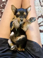 Female Yorkshire Terrier, a female Yorkshire Terrier for sale in Tulsa, OK – 2 of 4