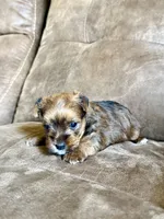 ‼️PRICE REDUCED‼️ FEMALE PARTI YORKSHIRE TERRIER, a female Yorkshire Terrier for sale in Tulsa, OK – 6 of 10