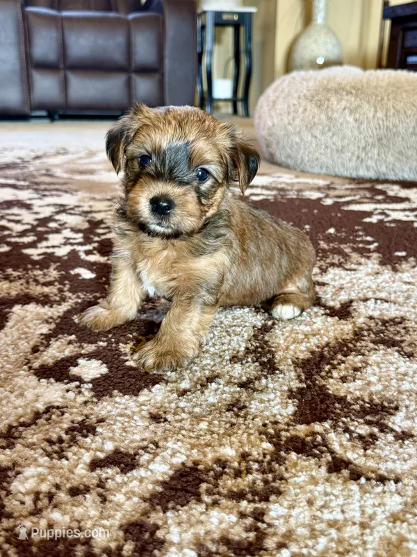 Brown Parti Yorkshire Terrier – Yorkshire Terrier puppy for sale in Tulsa, OK