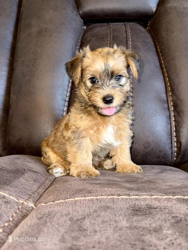 Male Parti Yorkshire Terrier – Yorkshire Terrier puppy for sale in Tulsa, OK
