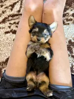 Male Yorkshire Terrier, a male Yorkshire Terrier for sale in Tulsa, OK – 5 of 6