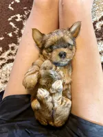 Brown Parti Yorkshire Terrier, a male Yorkshire Terrier for sale in Tulsa, OK – 7 of 10