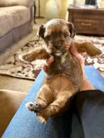 ‼️PRICE REDUCED‼️ FEMALE PARTI YORKSHIRE TERRIER, a female Yorkshire Terrier for sale in Tulsa, OK – 10 of 10