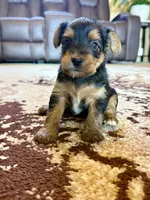 Female Yorkshire Terrier, a female Yorkshire Terrier for sale in Tulsa, OK – 4 of 4