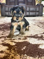 Male Yorkshire Terrier, a male Yorkshire Terrier for sale in Tulsa, OK – 3 of 8