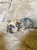 ‼️PRICE REDUCED‼️ FEMALE PARTI YORKSHIRE TERRIER, a female Yorkshire Terrier for sale in Tulsa, OK – 7 of 10