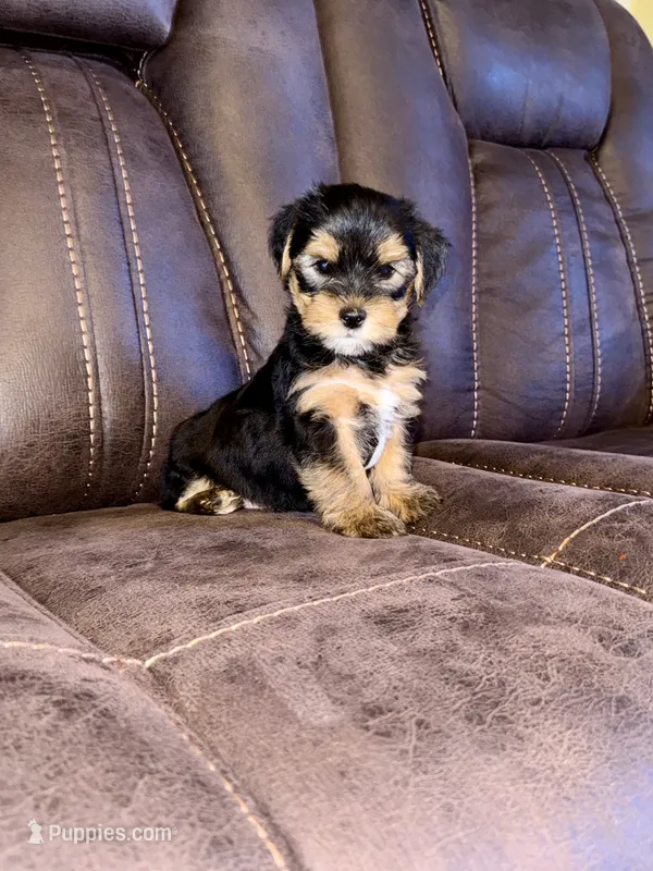 Male Yorkshire Terrier – Yorkshire Terrier puppy for sale in Tulsa, OK