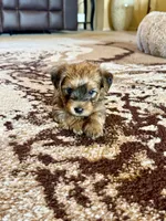 Brown Parti Yorkshire Terrier, a male Yorkshire Terrier for sale in Tulsa, OK – 3 of 10