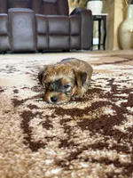 Brown Parti Yorkshire Terrier, a male Yorkshire Terrier for sale in Tulsa, OK – 8 of 10