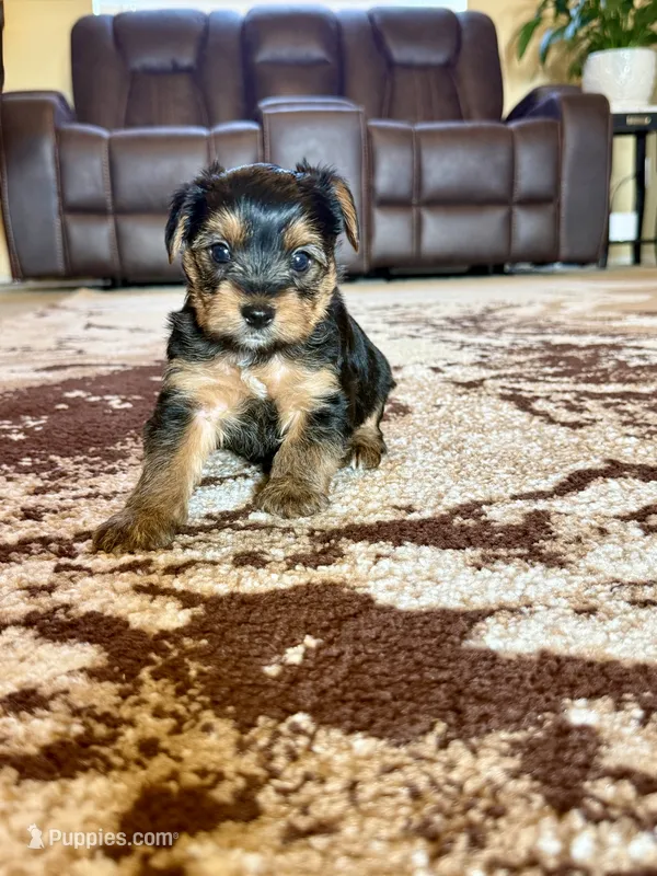 Male Yorkshire Terrier – Yorkshire Terrier puppy for sale in Tulsa, OK