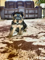 Male Yorkshire Terrier, a male Yorkshire Terrier for sale in Tulsa, OK – 1 of 8