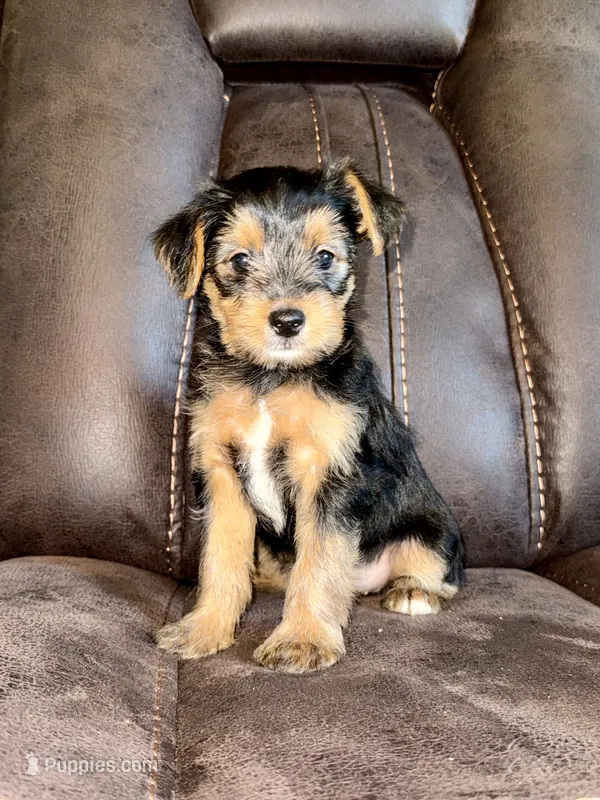 Female Yorkshire Terrier – Yorkshire Terrier puppy for sale in Tulsa, OK