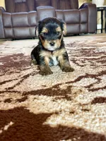 Male Yorkshire Terrier, a male Yorkshire Terrier for sale in Tulsa, OK – 6 of 8