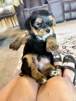 Male Yorkshire Terrier, a male Yorkshire Terrier for sale in Tulsa, OK – 8 of 8