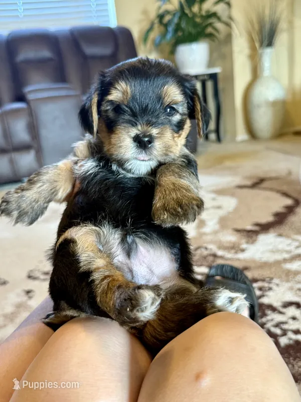 Male Yorkshire Terrier – Yorkshire Terrier puppy for sale in Tulsa, OK
