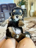 Male Yorkshire Terrier, a male Yorkshire Terrier for sale in Tulsa, OK – 1 of 8