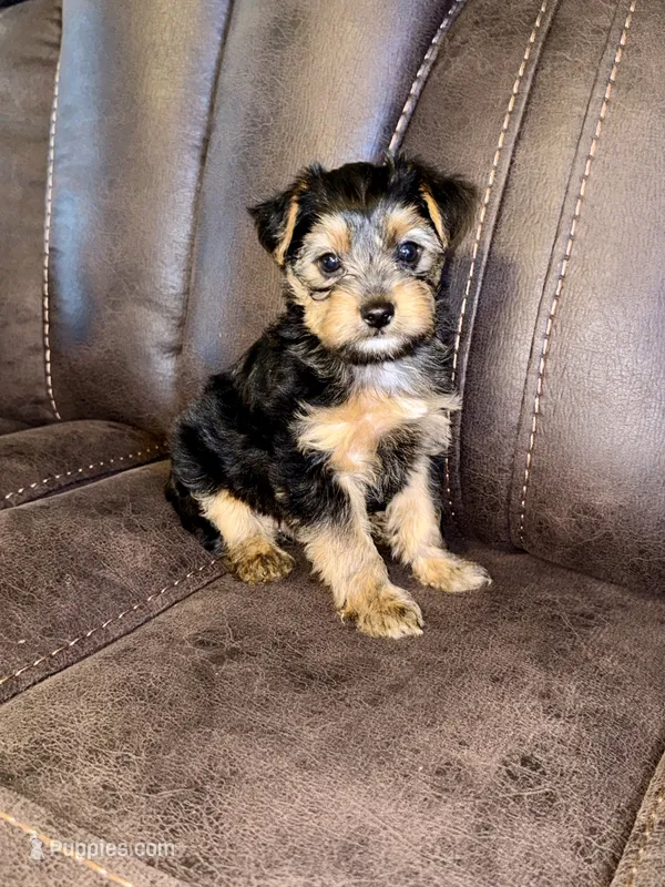 Male Yorkshire Terrier – Yorkshire Terrier puppy for sale in Tulsa, OK