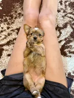 Female Parti Yorkshire Terrier, a female Yorkshire Terrier for sale in Tulsa, OK – 2 of 10