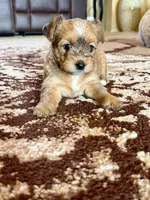 Female Parti Yorkshire Terrier, a female Yorkshire Terrier for sale in Tulsa, OK – 4 of 10