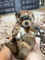 Brown Parti Yorkshire Terrier, a male Yorkshire Terrier for sale in Tulsa, OK – 2 of 10