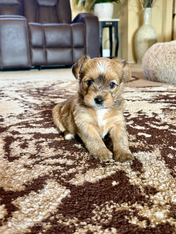 Female Parti Yorkshire Terrier – Yorkshire Terrier puppy for sale in Tulsa, OK