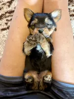 Male Yorkshire Terrier, a male Yorkshire Terrier for sale in Tulsa, OK – 6 of 6