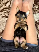 Male Yorkshire Terrier, a male Yorkshire Terrier for sale in Tulsa, OK – 3 of 6