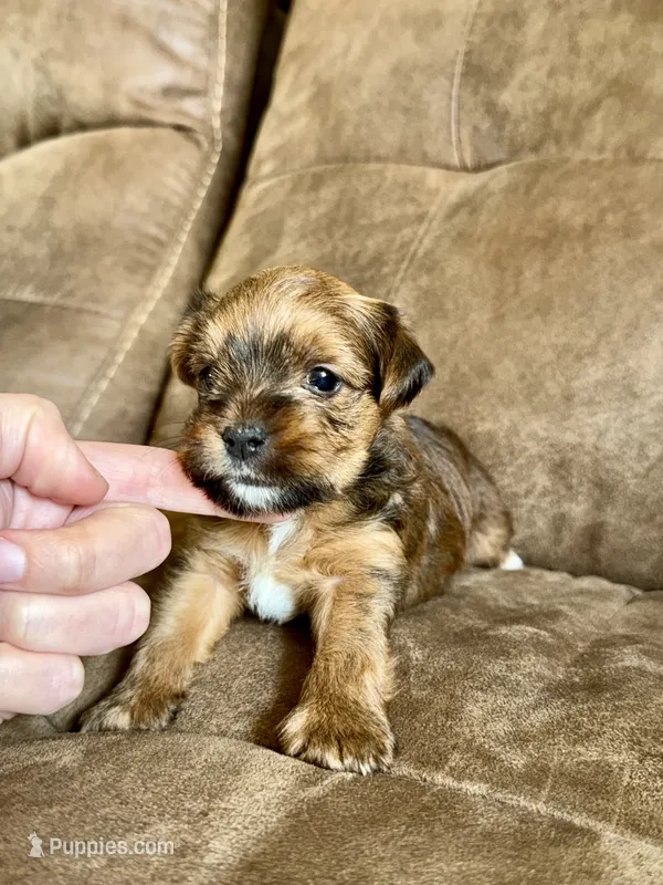 FEMALE PARTI YORKSHIRE TERRIER – Yorkshire Terrier puppy for sale in Tulsa, OK