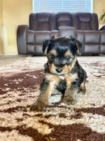 Male Yorkshire Terrier, a male Yorkshire Terrier for sale in Tulsa, OK – 5 of 8