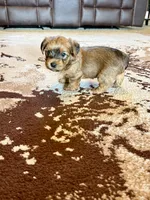 Brown Parti Yorkshire Terrier, a male Yorkshire Terrier for sale in Tulsa, OK – 9 of 10