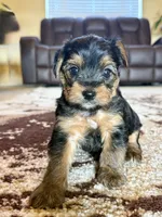 Male Yorkshire Terrier, a male Yorkshire Terrier for sale in Tulsa, OK – 4 of 8