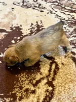 Female Parti Yorkshire Terrier, a female Yorkshire Terrier for sale in Tulsa, OK – 8 of 10