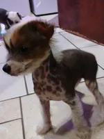 processed/95fc60d0-ec92-4581-a19a-2a1f7587a4d2/listing/187658dc-4226-4228-8dc6-ab658190720c/a98518c5-4cdd-4291-bff9-8d56e04281c8