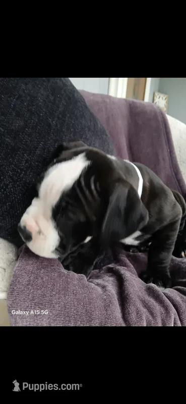 Casper – American Pit Bull Terrier puppy for sale in Wauseon, OH