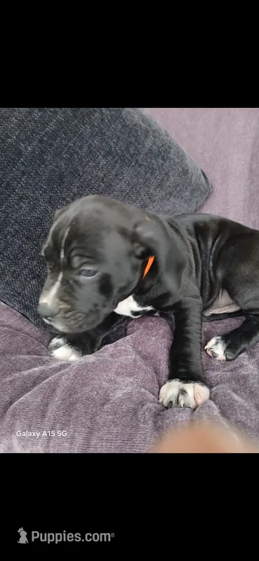 Cooper – American Pit Bull Terrier puppy for sale in Wauseon, OH
