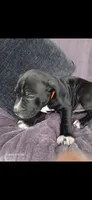 Cooper, a male American Pit Bull Terrier for sale in Wauseon, OH – 1 of 1