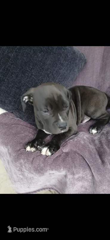 Cole – American Pit Bull Terrier puppy for sale in Wauseon, OH