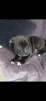 Cole, a male American Pit Bull Terrier for sale in Wauseon, OH – 1 of 1