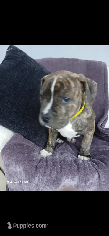 Chubbs – American Pit Bull Terrier puppy for sale in Wauseon, OH