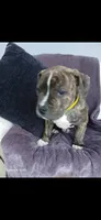 Chubbs, a male American Pit Bull Terrier for sale in Wauseon, OH – 1 of 1