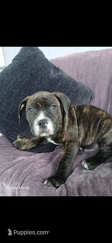 Cosmo – American Pit Bull Terrier puppy for sale in Wauseon, OH